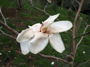 Magnolia ‘Sibylle’