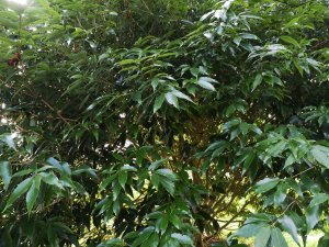 Quercus salicina