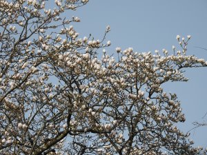 Magnolia x veitchii ‘Isca’