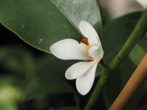 Magnolia laevifolia x M. maudiae