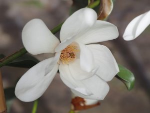 Magnolia laevifolia x M. maudiae ‘Eternal Spring’