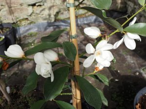 Magnolia laevifolia x M. maudiae ‘Eternal Spring’