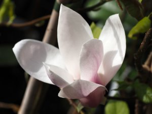 Magnolia ‘Simple Pleasures’