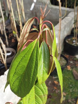 Viburnum calvum