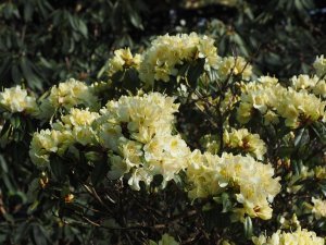 Rhododendron bauhiniiflorum