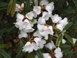 Rhododendron araiophyllum