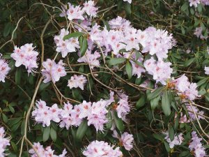Rhododendron augustinii