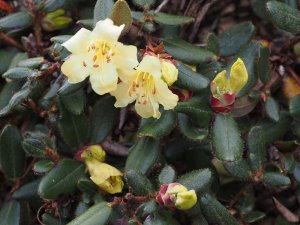 Rhododendron valentinianum