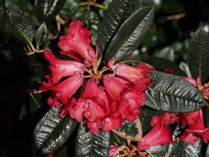 mystery rhododendron
