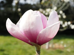 Magnolia ‘Tikitere’