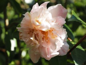 Camellia ‘High Fragrance’