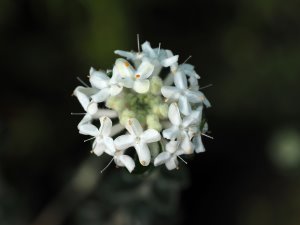Pimelia drupacea
