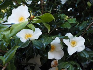 Camellia x williamsii ‘Francis Hanger’