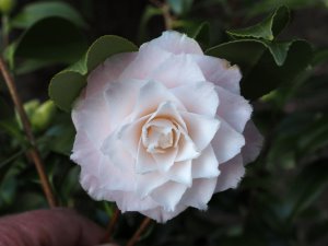 Camellia ‘Grace Albritton’