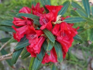 Rhododendron neriiflorum phaedropum