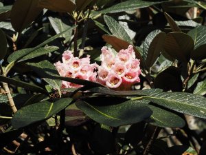 Rhododendron sinogrande ‘Lord Rudolf’