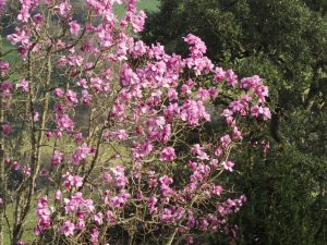 darker coloured magnolias