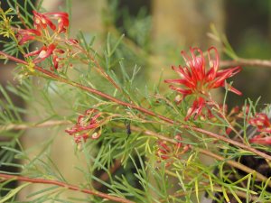 Grevillea thelemanniana ‘Baby’
