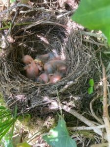 blackbirds’ nest