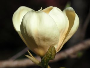 Magnolia ‘Honey Tulip’
