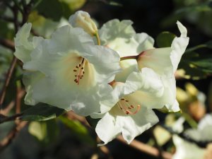 Rhododendron ‘Damaris’