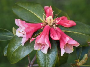 Rhododendron haemaleum var. atrorubrum