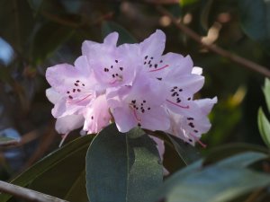 Rhododendron oreothrephes