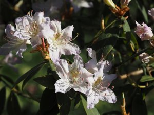 Rhododendron yunnanense