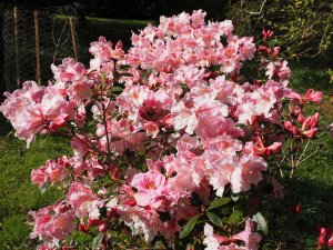 Rhododendron ‘Anne Teese’