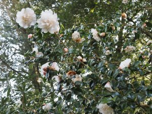 Camellia x williamsii ‘Fair Jury’