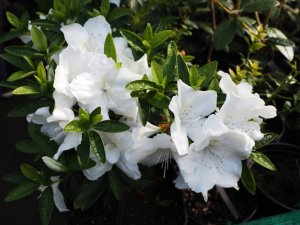 Azalea ‘Greenway’