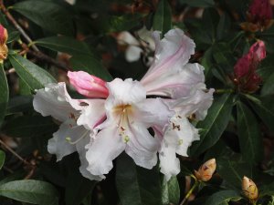 Rhododendron veitchianum Cubittii Group