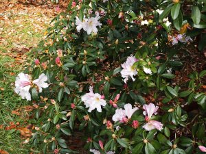 Rhododendron veitchianum Cubittii Group