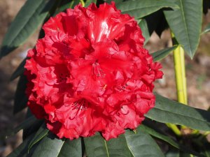 Rhododendron ‘Taurus’