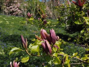Magnolia x brooklynensis ‘Black Beauty’