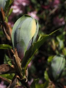 Magnolia x brooklynensis ‘Woodsman’ x Magnolia ‘Patriot’