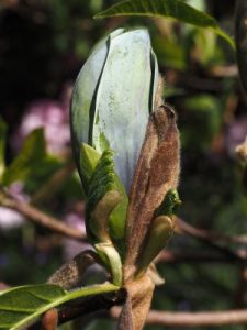 Magnolia x brooklynensis ‘Woodsman’ x Magnolia ‘Patriot’