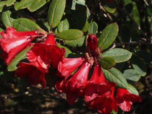 Rhododendron ‘Elizabeth’ x Rhododendron ‘Charles Michael’