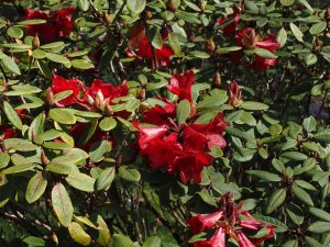 Rhododendron ‘Elizabeth’ x Rhododendron ‘Charles Michael’