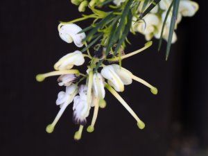 This is Grevillea rosmarinifolia ‘Jean O’Neil’