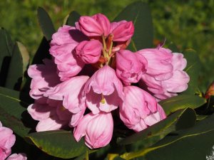 Rhododendron platypodum