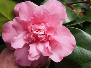 Camellia ‘Ada Pieper’