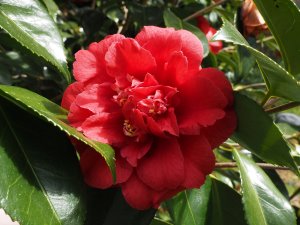 Camellia ‘Grand Slam’