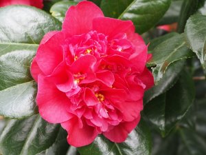 Camellia ‘Wilbur Foss’
