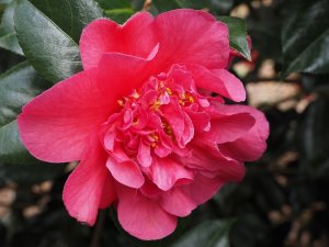 Camellia ‘Wilbur Foss’