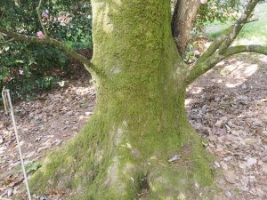 Quercus lamellosa