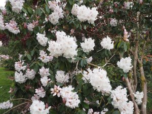 Rhododendron ‘Beauty of Littleworth’