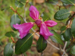 Rhododendron cinnarbarinum subsp. xantocodon Purpurellum Group