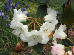 Rhododendron ‘Penjerrick’