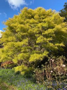 Acer palmatum ‘Scolopendrifolium’